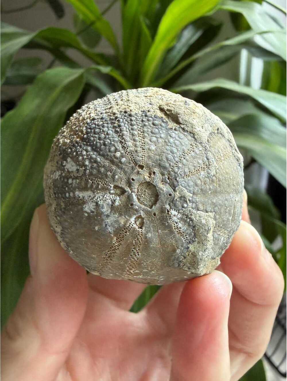 Premium Sea Urchin Fossil / Genuine Cretaceous Echinoid Fossil from the UK